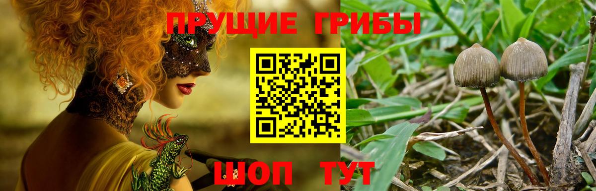 Псилоцибиновые грибы Psilocybe  Вход с VPN  Славгород  Галлюциногенные грибы GOLDEN TEACHER 